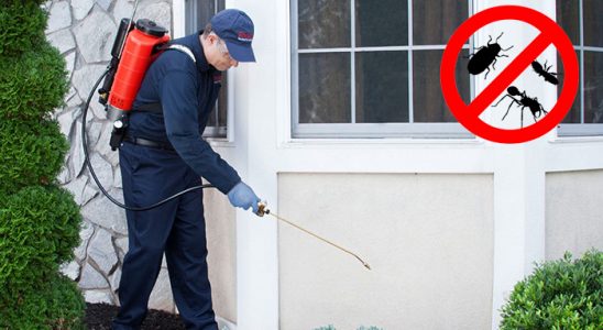 Pazar Pire İlaçlama böcek ilaçlama ve haşere kontrolü — ilaclama-tr.com